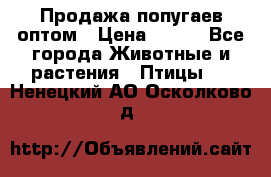 Продажа попугаев оптом › Цена ­ 500 - Все города Животные и растения » Птицы   . Ненецкий АО,Осколково д.
